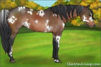 Horse Color:White Spotted Brown 