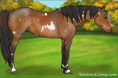 Horse Color:White Spotted Buckskin Sabino 