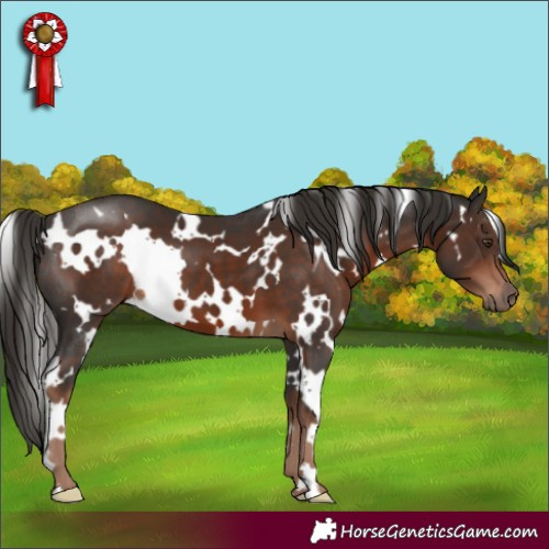 Horse Color:White Spotted Liver Chestnut 