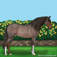 Horse Color:Liver Red Roan Rabicano 