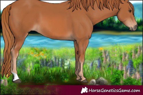Horse Color:Chestnut 