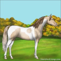Horse Color:Red Dun Pearl Tobiano Rabicano Brindle 