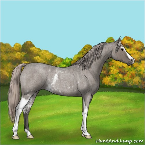 Horse Color:White Spotted Silver Grullo Roan Rabicano Brindle 