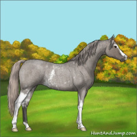 Horse Color:White Spotted Silver Grullo Roan Rabicano Brindle 