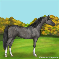 Horse Color:Grullo Brindle