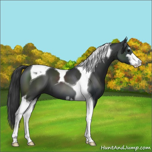Horse Color:Black Sabino Tobiano 