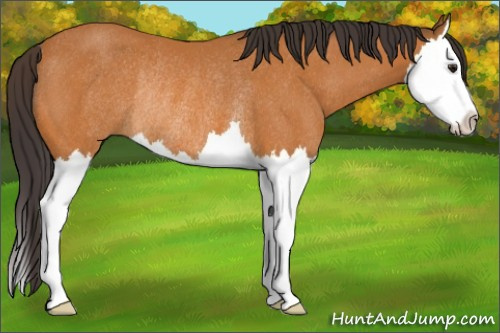Horse Color:Buckskin Sabino Splash Rabicano 