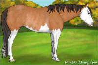 Horse Color:Buckskin Sabino Splash Rabicano 
