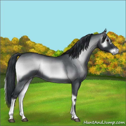 Horse Color:Blue Onyx Chinchilla 
