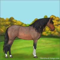 Horse Color:Bay Roan Tobiano Rabicano