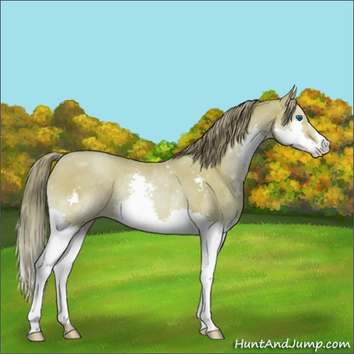 Horse Color:Watercolor Bay Pearl Splash Rabicano 