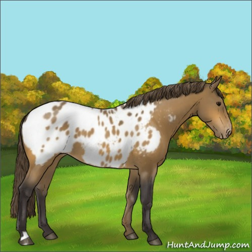 Horse Color:Buckskin Blanket