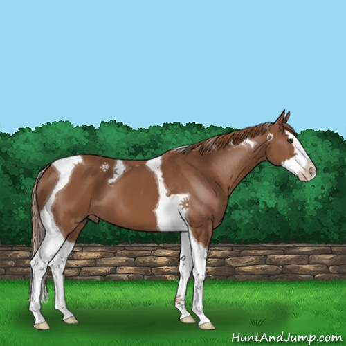 Horse Color:Chestnut Splash Tobiano 