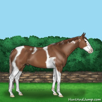 Horse Color:Chestnut Splash Tobiano 