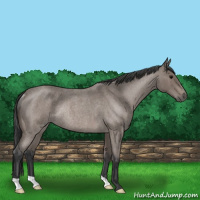 Horse Color:Blue Roan Rabicano 