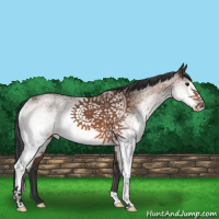 Horse Color:White Spotted Bay 