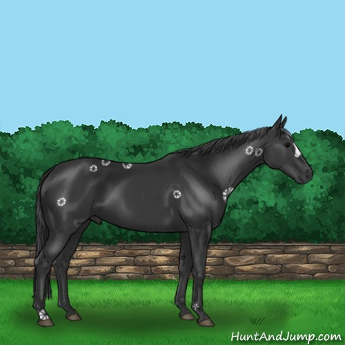 Horse Color:Black 