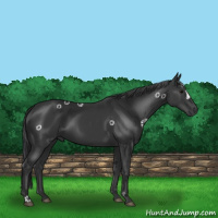 Horse Color:Black 