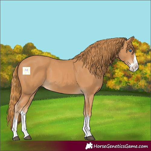 Horse Color:Chestnut Splash 