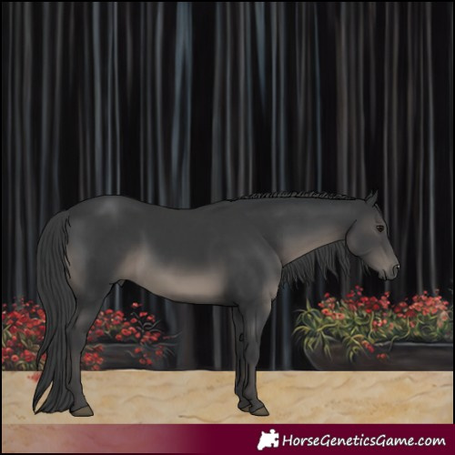 Horse Color:Black Sabino 