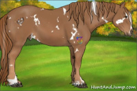 Horse Color:White Spotted Chestnut Sabino