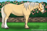 Horse Color:Palomino