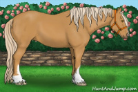 Horse Color:Palomino 