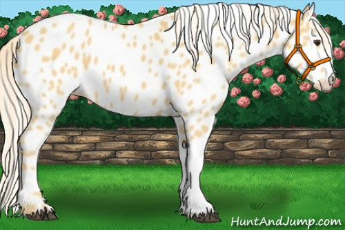 Horse Color:Palomino Leopard