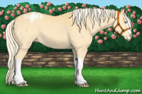 Horse Color:Gold Cream Champagne Appaloosa 