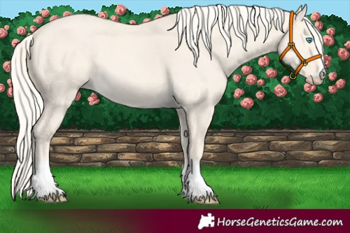 Horse Color:Cremello Dun 