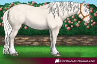 Horse Color:Cremello Dun 