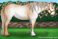 Horse Color:Gray Palomino