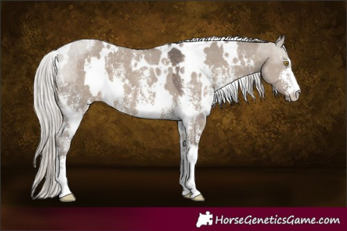 Horse Color:White Spotted Silver Grullo Sabino 
