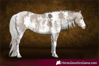 Horse Color:White Spotted Silver Grullo Sabino 