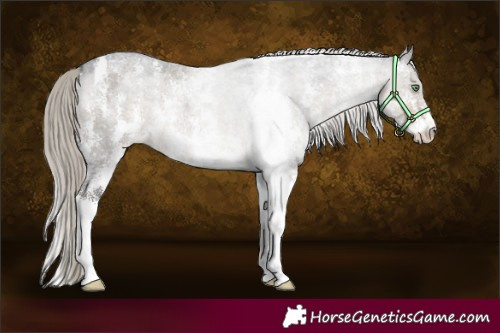 Horse Color:Silver Smoky Grullo Roan Sabino