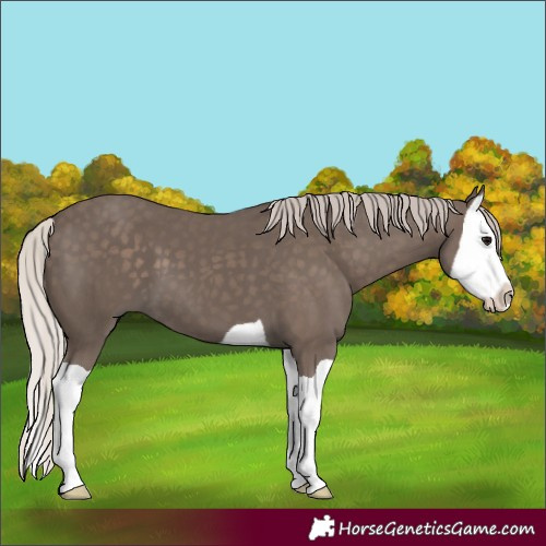 Horse Color:Silver Black Splash 