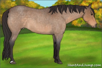 Horse Color:Buckskin Roan 