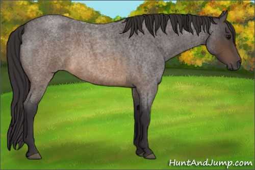 Horse Color:Buckskin Roan 