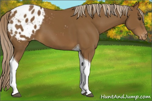 Horse Color:Chocolate Palomino Tobiano Appaloosa 