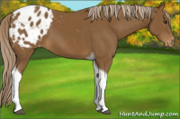 Horse Color:Chocolate Palomino Tobiano Appaloosa 