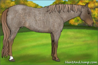 Horse Color:Chocolate Palomino Roan