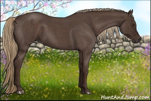 Horse Color:Liver Red Roan 
