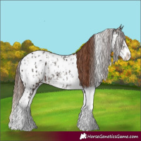 Horse Color:Liver Chestnut Sabino Splash Appaloosa  and Chestnut Sabino Splash Appaloosa 