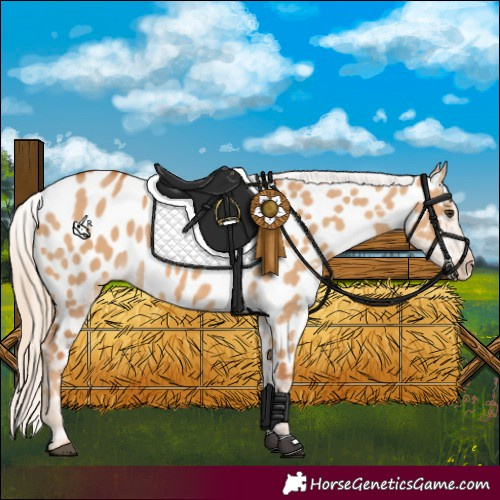 Horse Color:Red Dun Appaloosa 