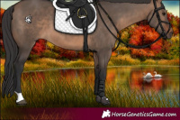 Horse Color:Brown Dun