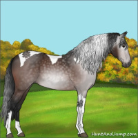 Horse Color:Gray Bay Tobiano Appaloosa 