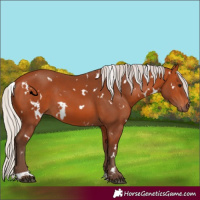Horse Color:White Spotted Silver Bay 
