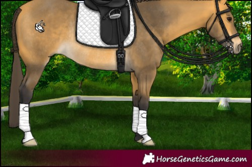 Horse Color:Buckskin Rabicano