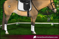 Horse Color:Buckskin Rabicano