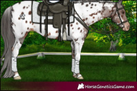 Horse Color:White Spotted Liver Chestnut Appaloosa 